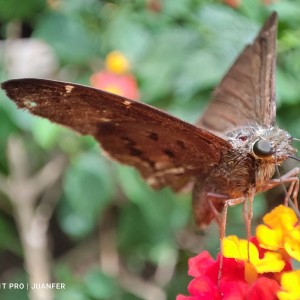 Mariposa libando néctar